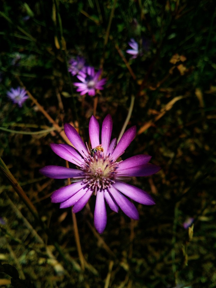 flower