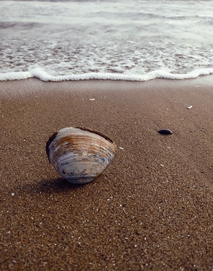 Shell
