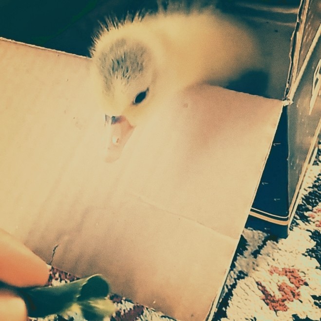 Goose chicken