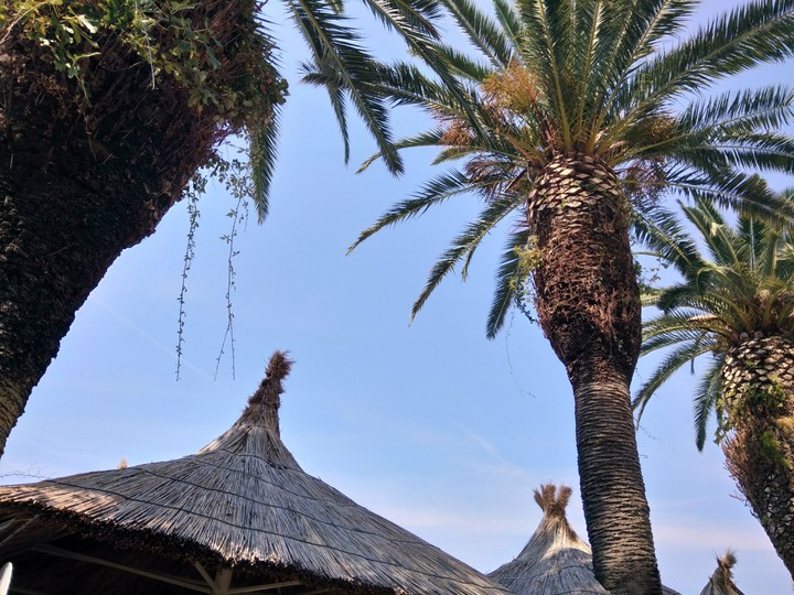 sous les palmiers