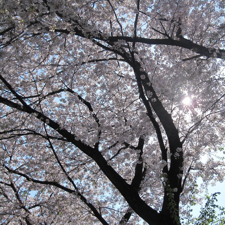 cherry blossoms