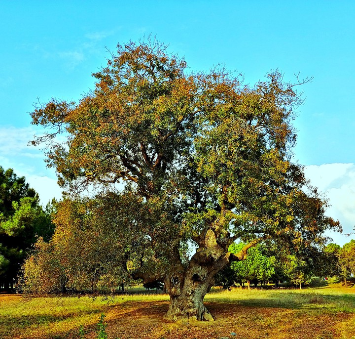 Hayat Ağacı