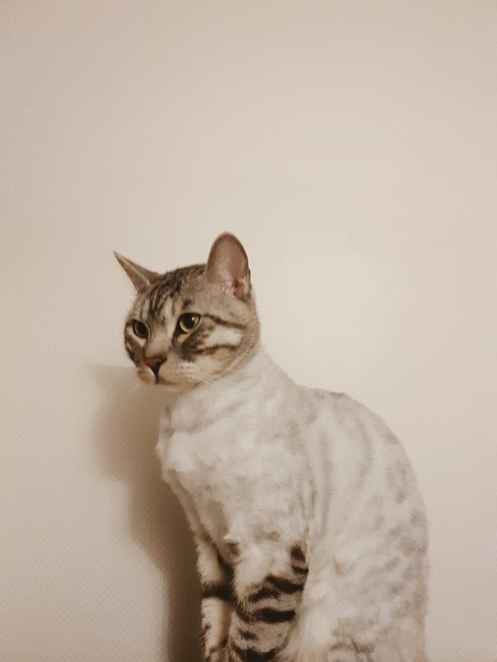 스노우 뱅갈