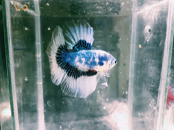 fish