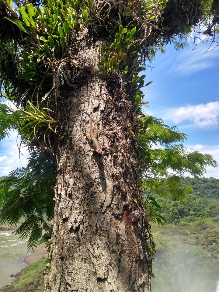 Iguana in the tree