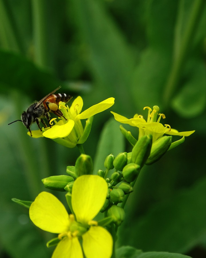 Bee Having his breakfast...