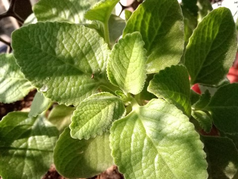 sfondi flower, leaves