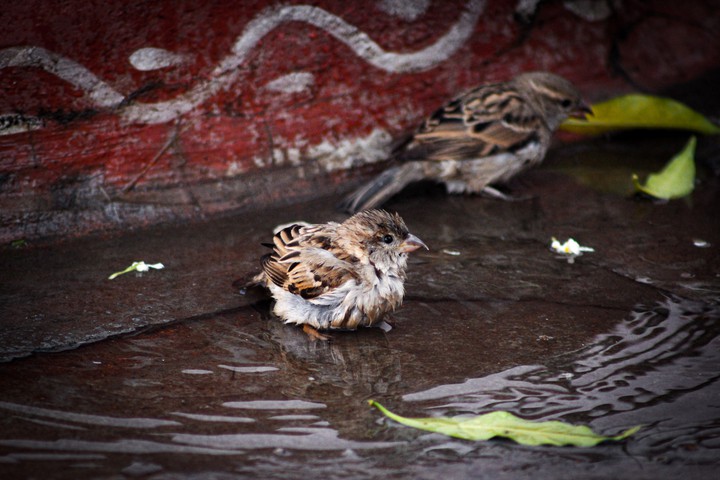 Bird's Bath
