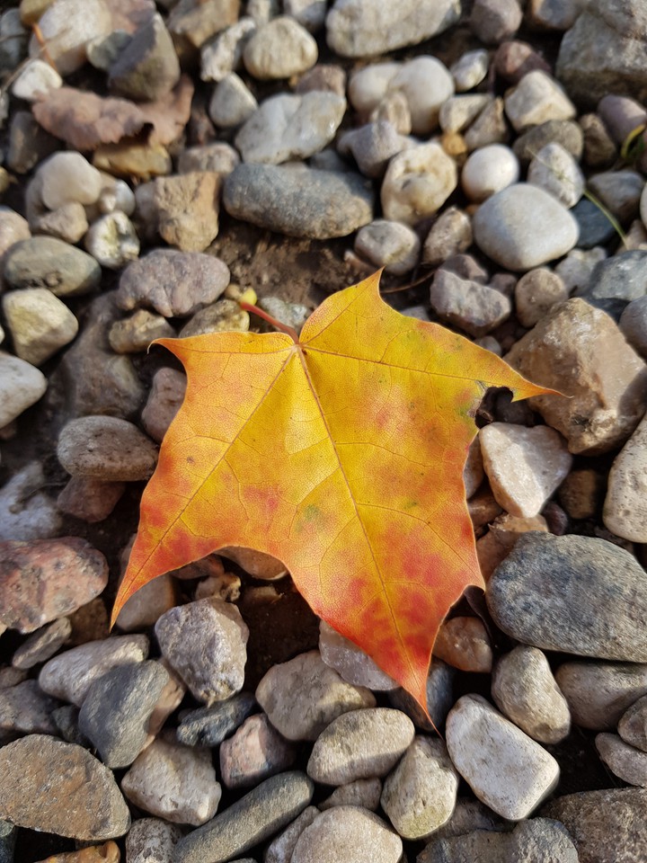 Tree leaf