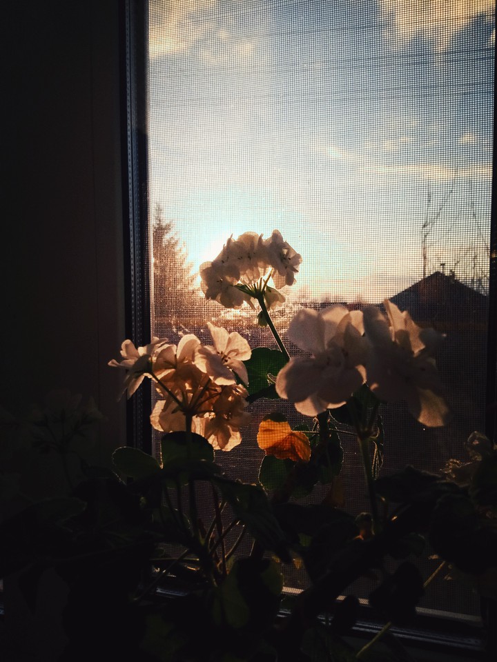 shadow