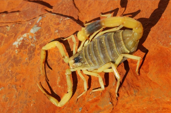 Scorbion