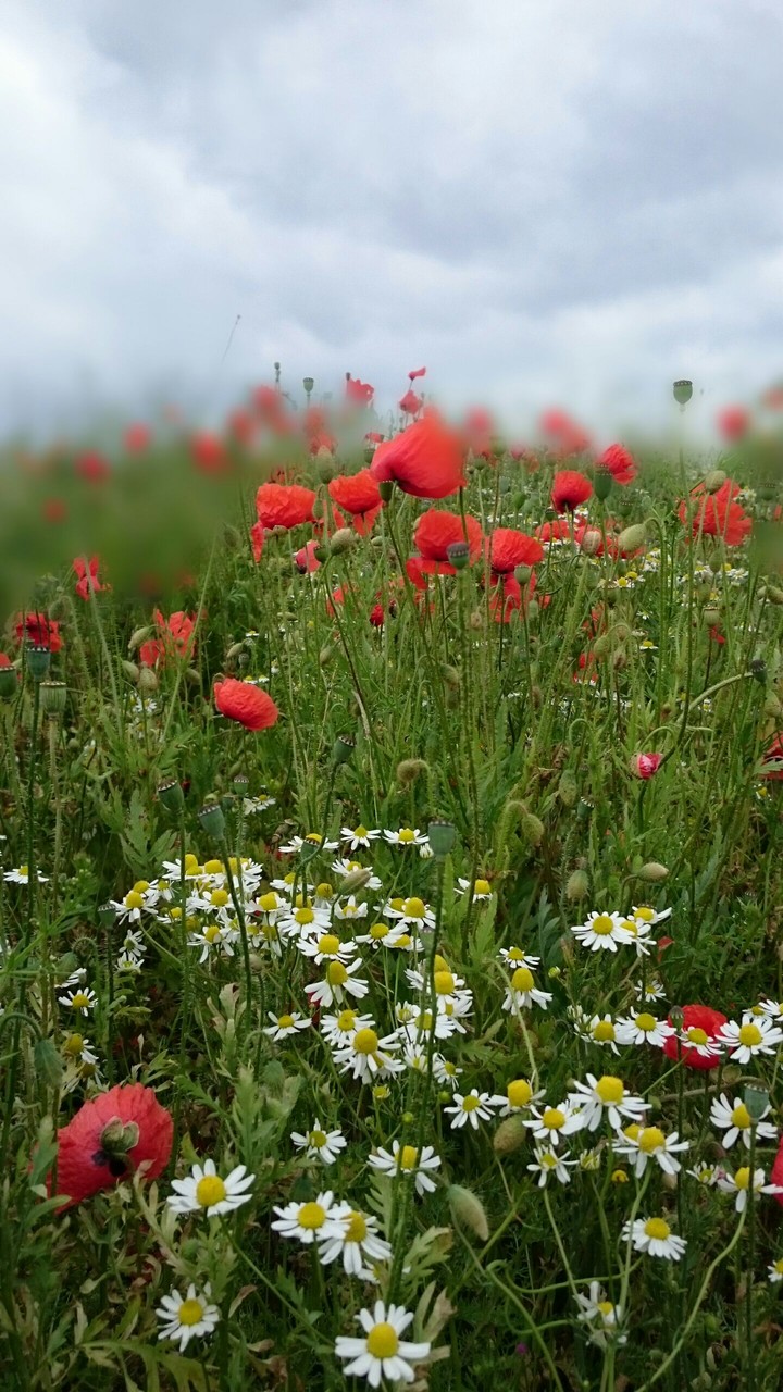 Mohnblumen und Kamille