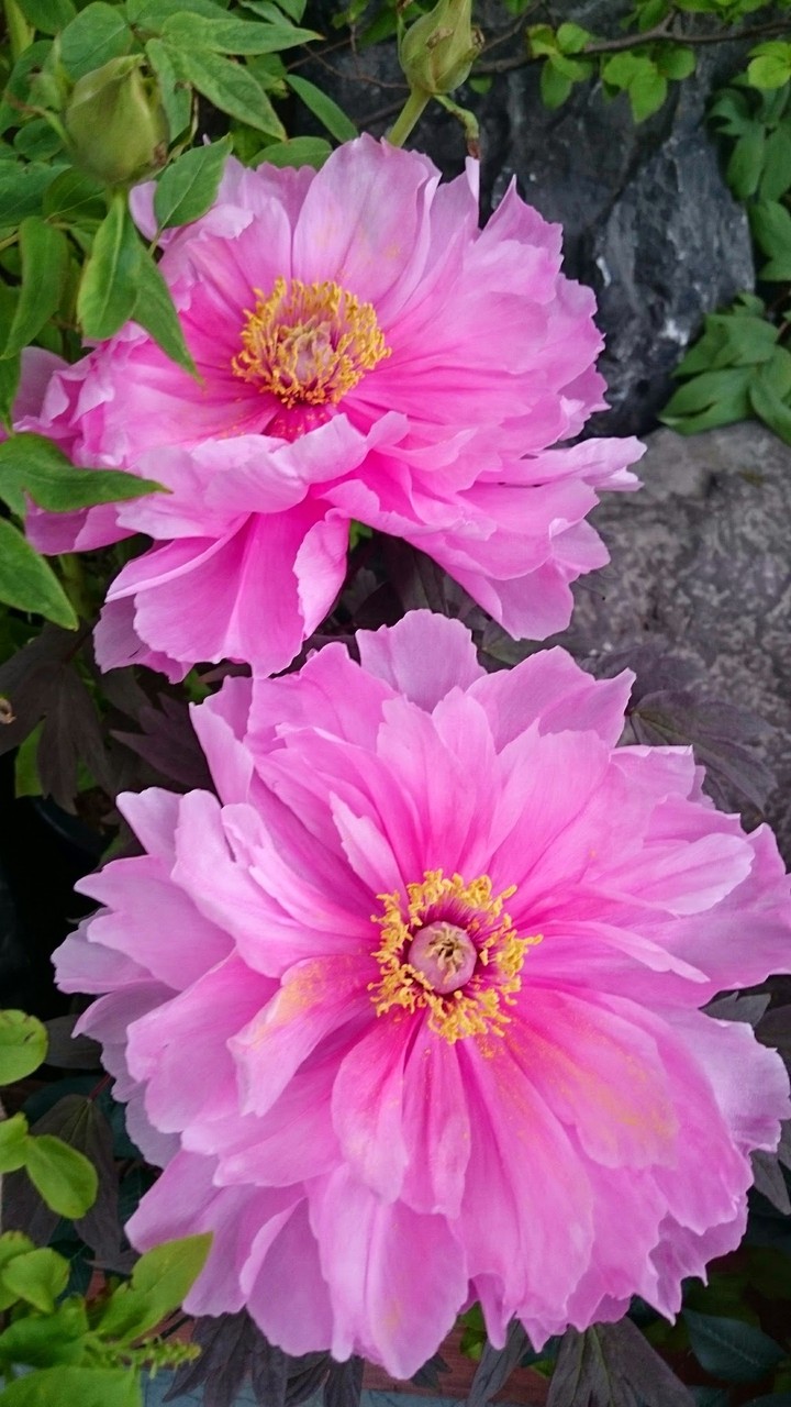 peony