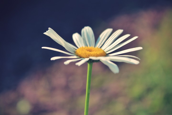 Daisy