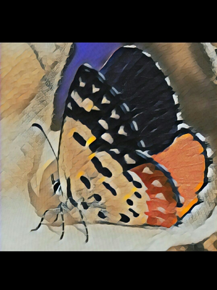butterfly