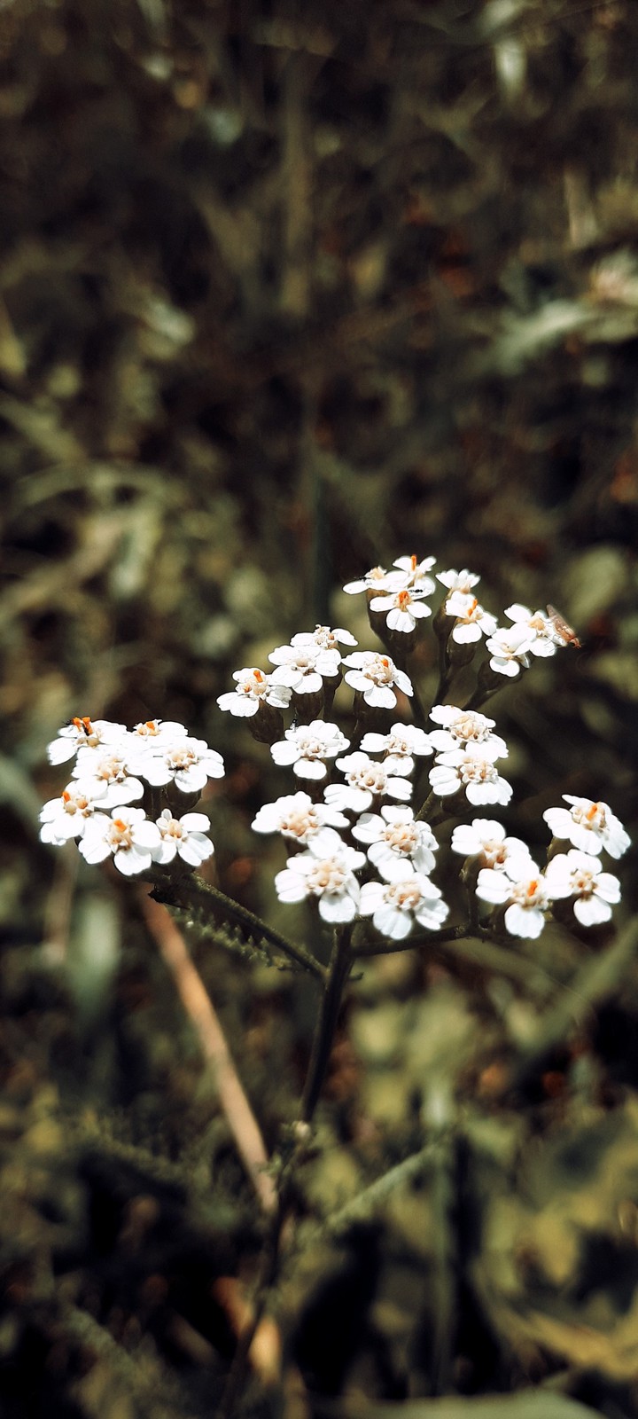 flovers