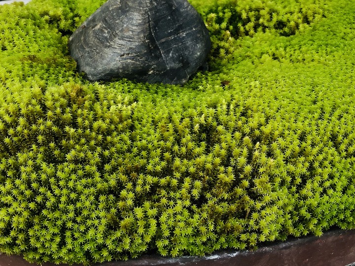mos bonsai_japan