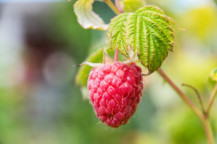 Strawberry