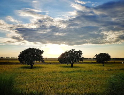 Sunset By The Fields
