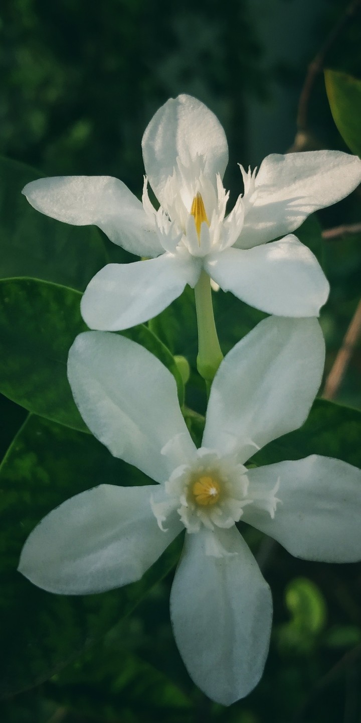 flower