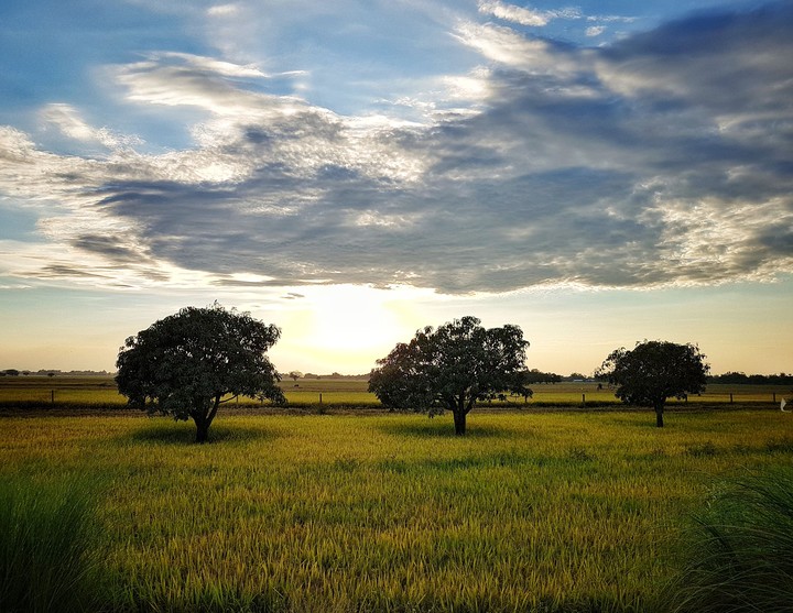 Sunset By The Fields