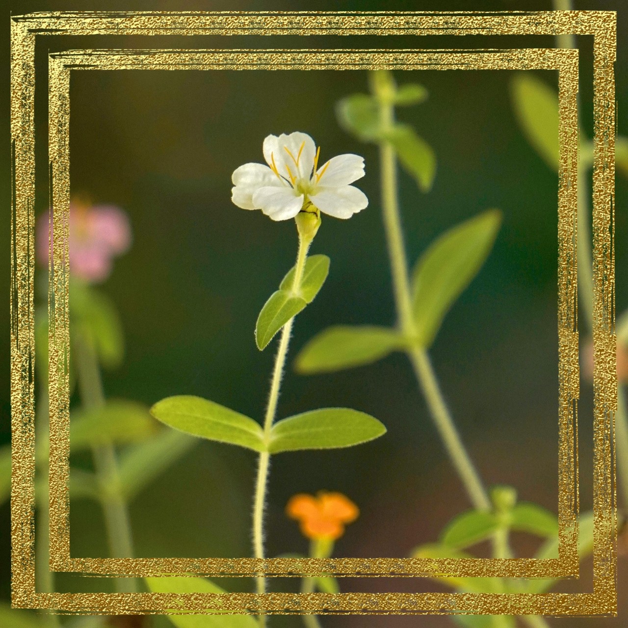 Flower in a field