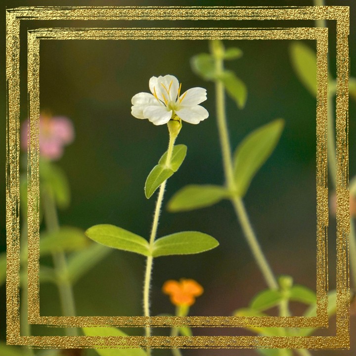 Flower in a field