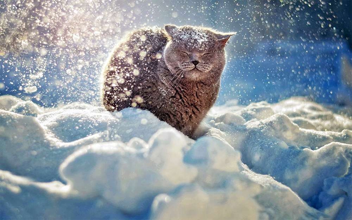 зима котика ??