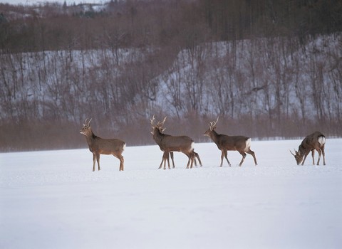 animals
