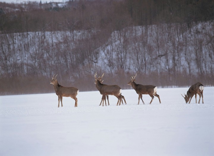 animals