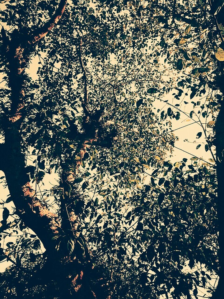 Vintage Filtered Tree