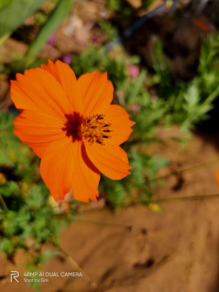 saffron color