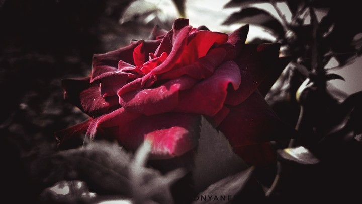 INDIAN ROSE