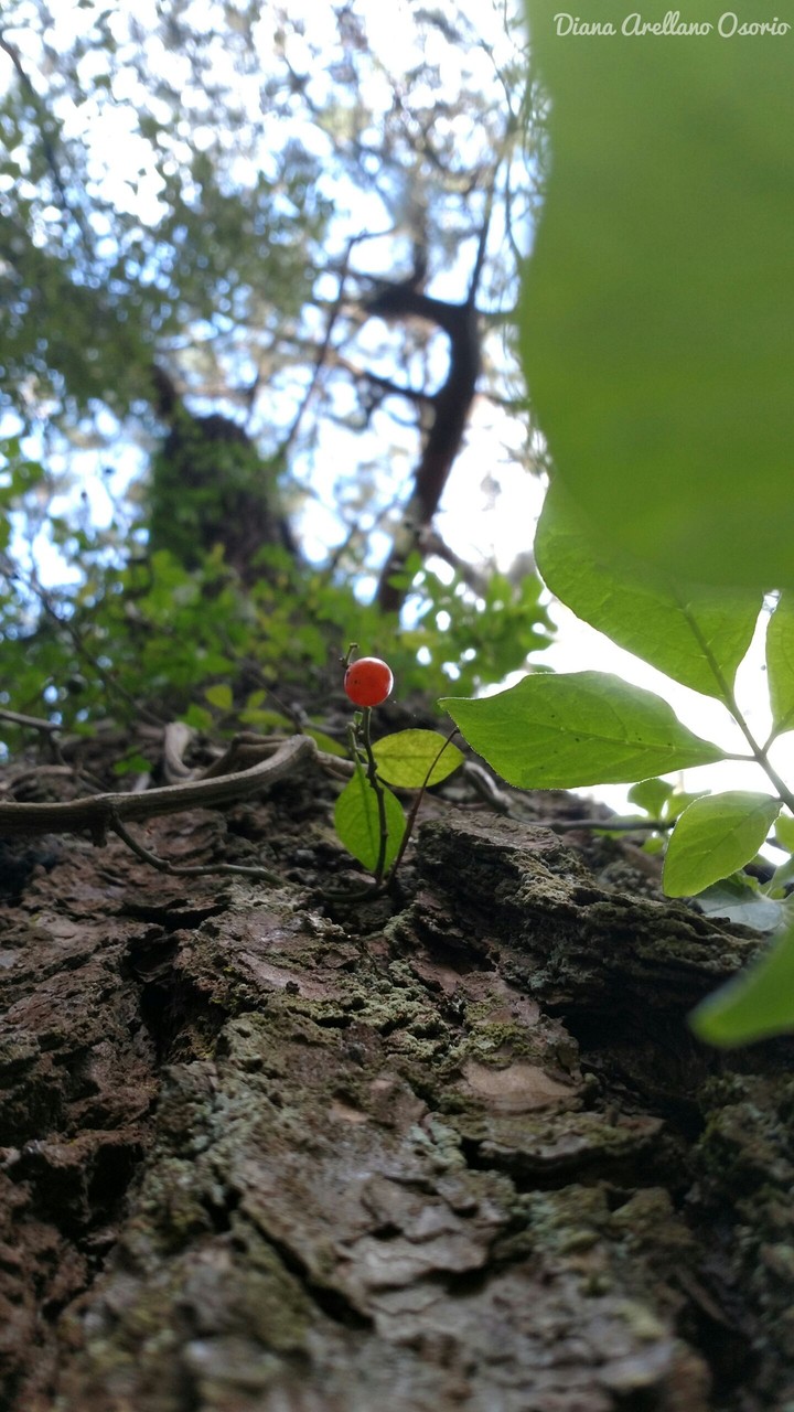 vida