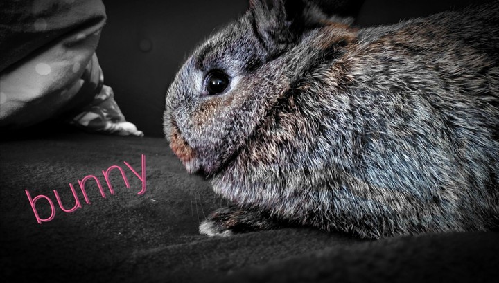 my little bunny