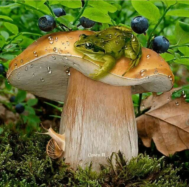дары леса