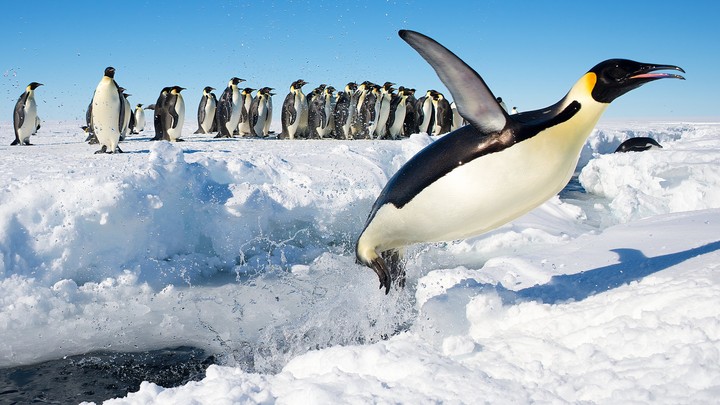 penguin