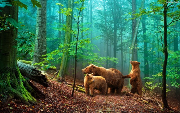 Bears