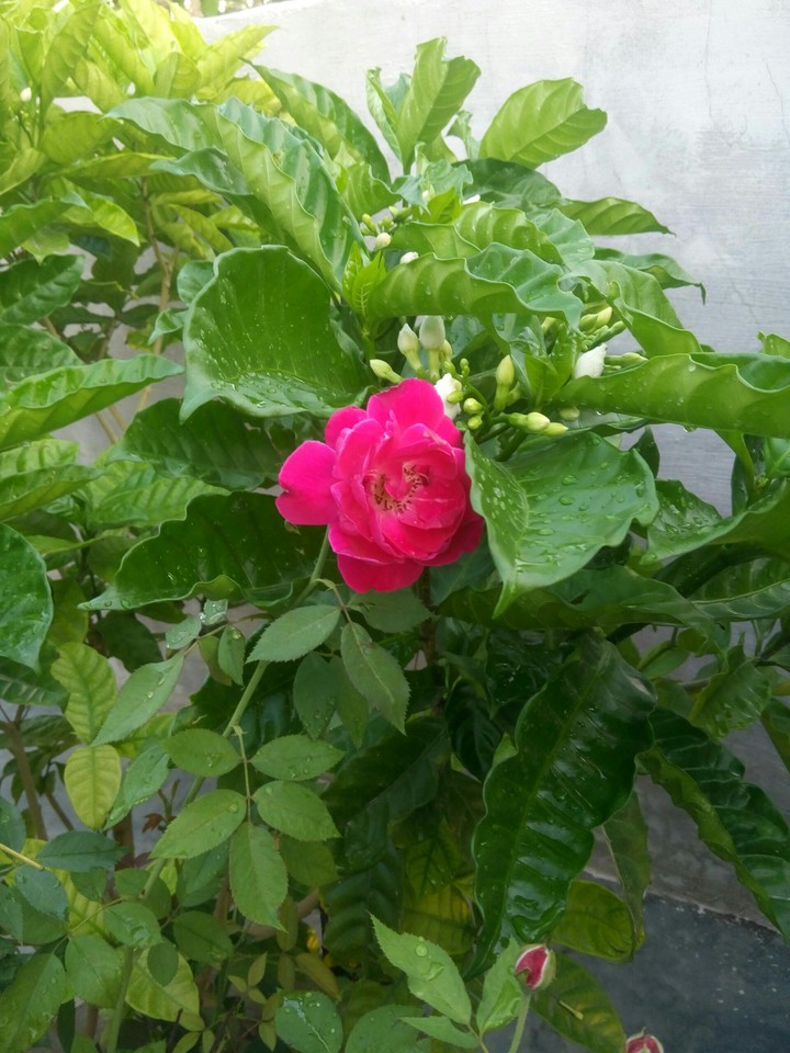 roses are red