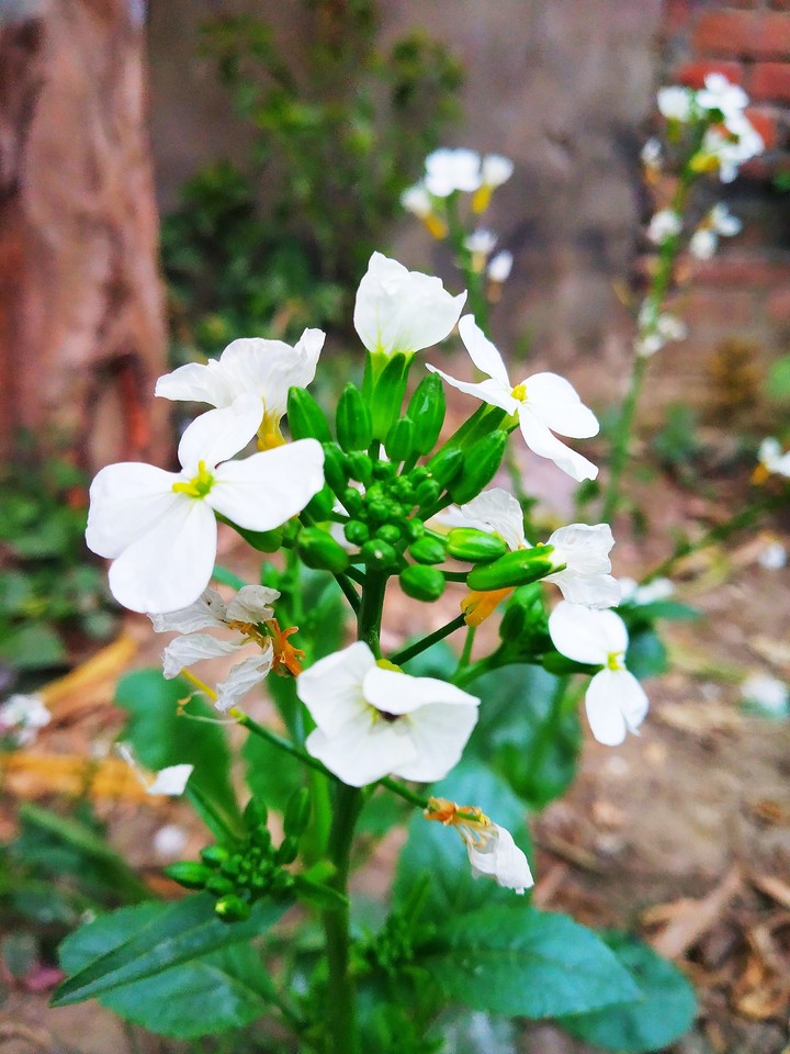 beautiful white flowers
