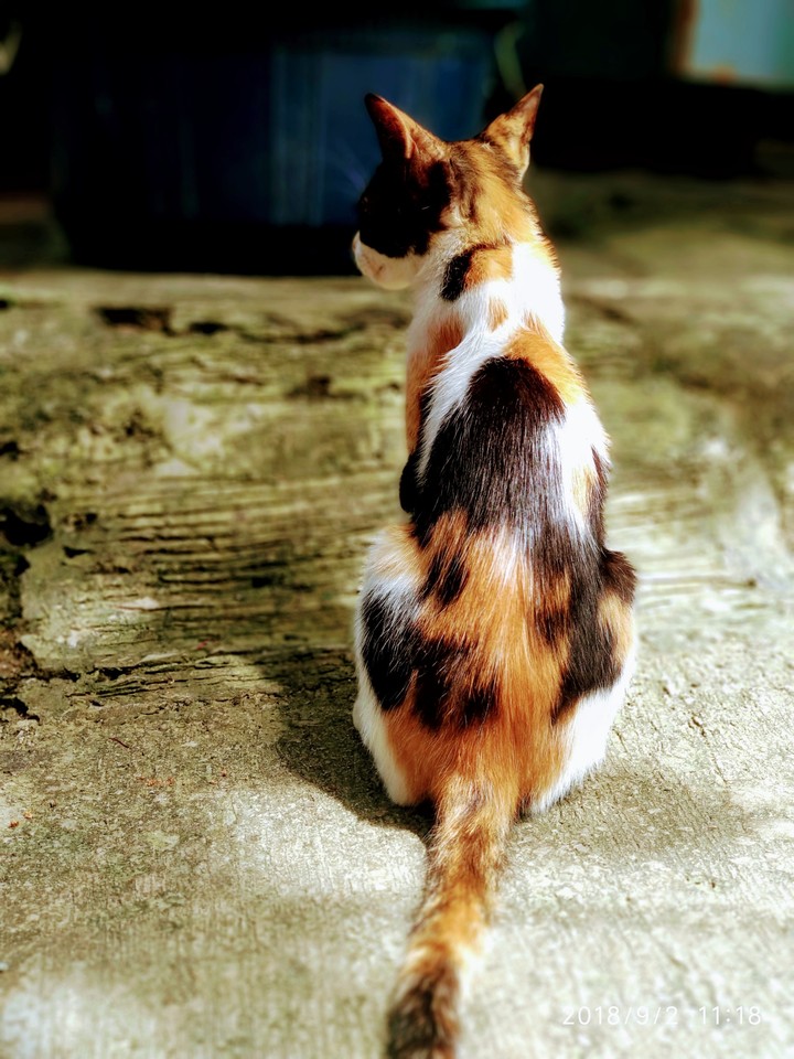 cat
