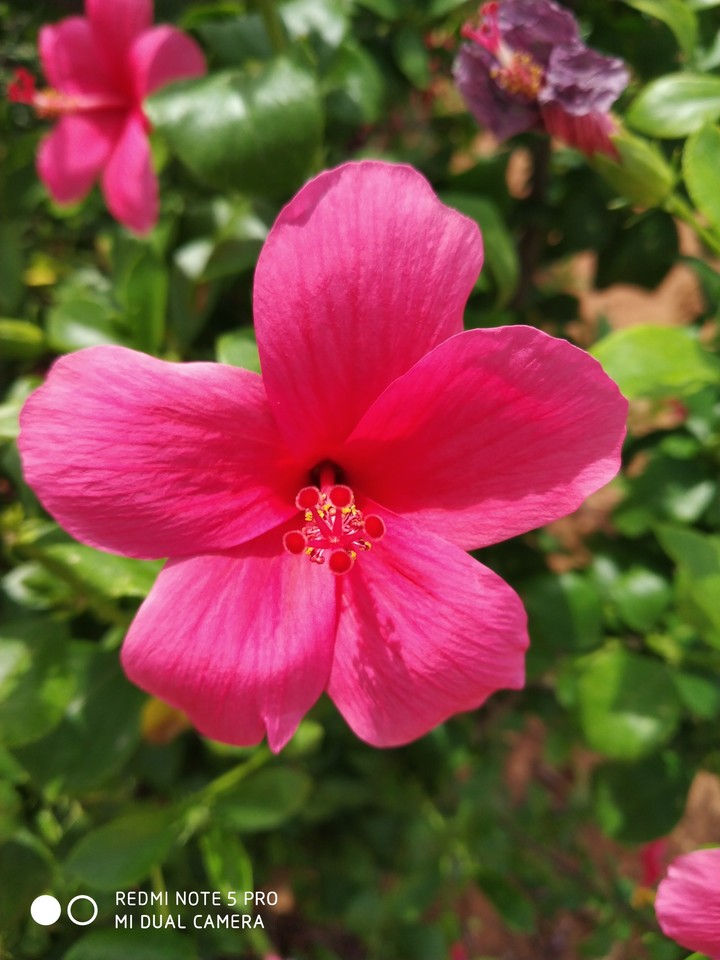 hbflower