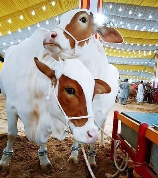 animals