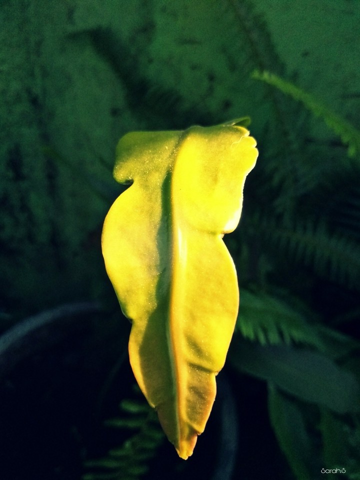 Leaves