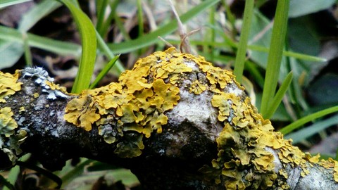 moss•