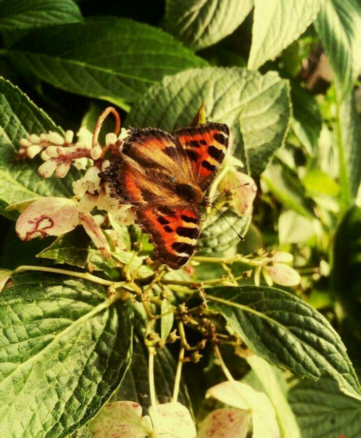 butterfly n nature