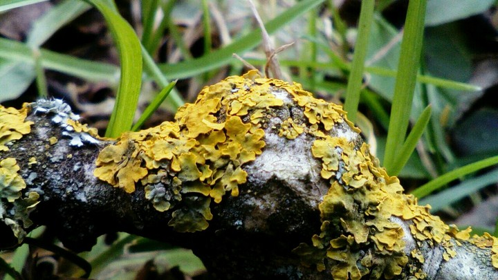 moss•