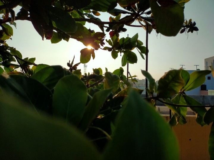 greeny sunrise