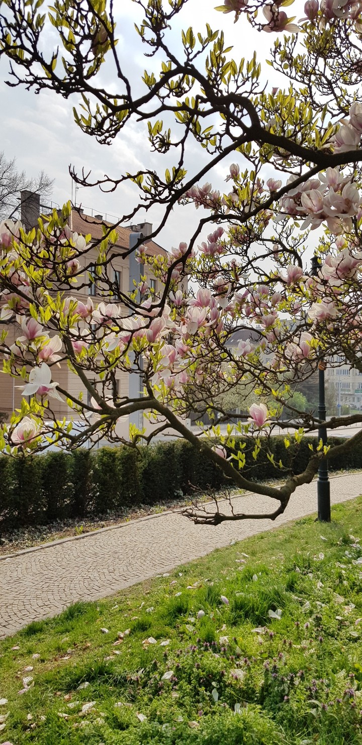 spring