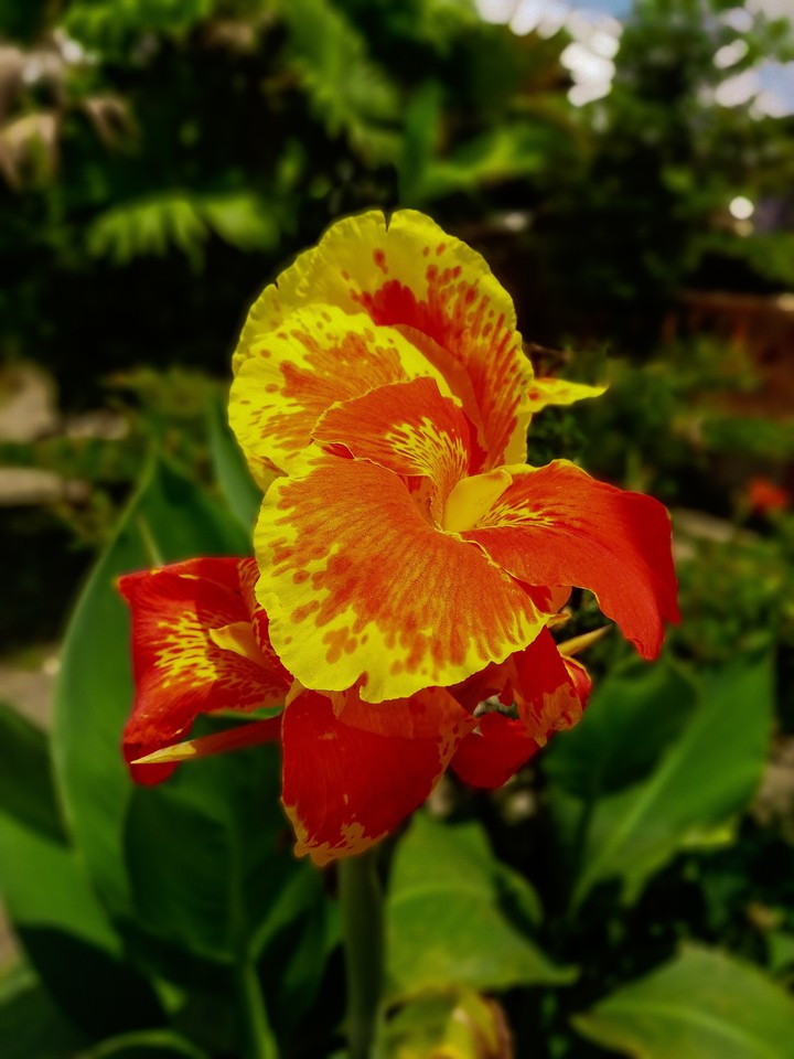 flower
